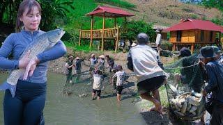 Harvest 3000KG of Pond Fish to sell, COOKING, transfer small fish to new pond to build a fish farm