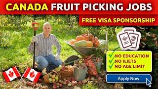 Fruit Picking Jobs in Canada | Apple Picking Jobs | Canadian Work Visa