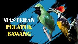 Masteran Pelatuk Bawang Untuk Isian Cucak Ijo Juara