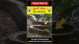 Python snake facts #telugufacts పైథాన్ పాము #amazingfacts #truefacts #shorts