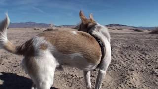 Peanut and Snowflake Chihuahua at Dumont Sand Dunes