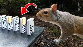 The Squirrel Feeding Machine (Rube Goldberg Machine)