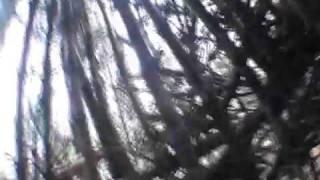 Kalimba forest