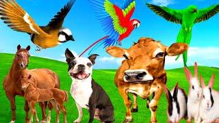 Cute Baby animals - Buffalo, Dog, Rabbit, Camel, Cow, Elephant, Monkey, Parrot, Cat