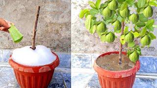 Unique Skill How to grow guava tree with aloe vera