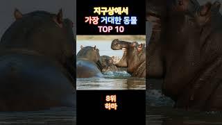 지구상에서 가장 거대한 동물 TOP 10