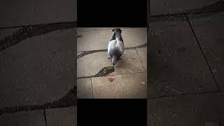 Pigeon  #edit #trending #short #video #foryou #fyp #lovers