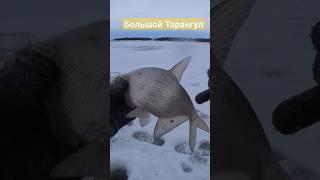 #северныйказахстан #рыбалкавсеверномказахстане #рыбалка #большойтарангул #никодавиталий