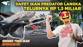 #EPS03 GREBEK TOKO IKAN l TERKEJUT NEMU IKAN PREDATOR UNIK SUPER LANGKA PADDLEFISH SAMA STURGEON