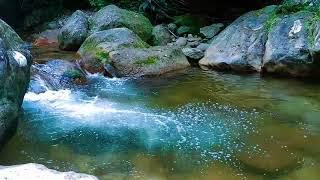 Serene Stream and Bird Sounds for a Restful Night | Nature Sleep Aid