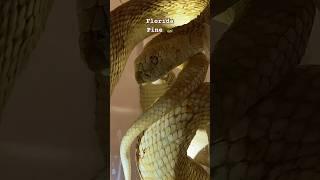 Florida Pine Snake  in Cardiff museum wales #shorts #short