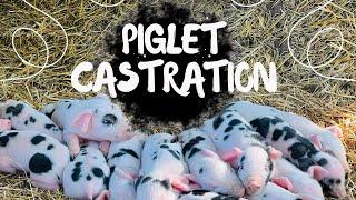 How to Castrate a Piglet!