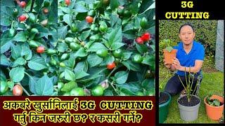 Dalle Khursani | How to do 3G cutting in chilli plants for better yield | Pruning Chillies | Nepali