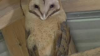 Owls