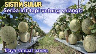 Begini Cara Tanam Melon Irit Bibit Irit Biaya, Hasilnya Tetap Maksimal