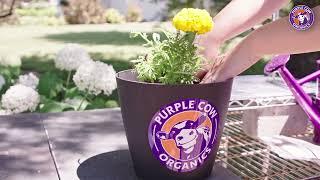 Who is Purple Cow Organics? | Compost Producers Driven by Healthy Soil