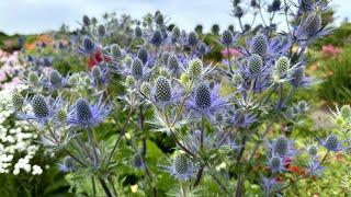 Eryngium 'Victory Blue' (sea holly) - FarmerGracy.co.uk