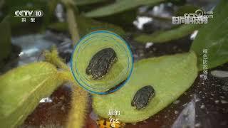 Comparison of viral pesticides and chemical pesticides in killing of beet armyworn fall armywrom