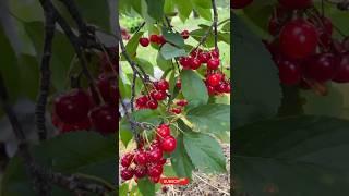 Buah Cherry/Cherry fruit/buah ceri/Cherry #fruit #viral #plant #shorts #trending #cherry #music