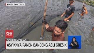 Sehari Menjadi Pembudidaya Ikan Bandeng