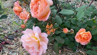 Трояндова краса у червні. Літня феєрія квітів, барв та пахощів. Коментуймо!