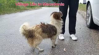 Beautiful Village in Macedonia/ Village Life in Macedonia