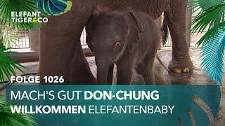 Mach's gut, Don Chung! (Folge 1026) | Elefant, Tiger & Co. | MDR