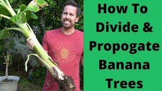 Divide & Propagate Banana Plants- Free Bananas For Life!