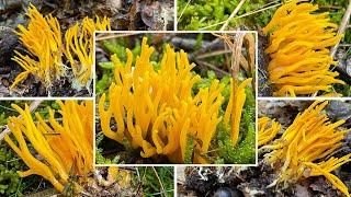 Klebriger Hörnling Verwechslung | Ziegenbart, Zwergerlfeuer, Calocera viscosa | Pilzportrait