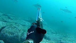 Spearfishing WOLLONGONG Blue Water Kingfish