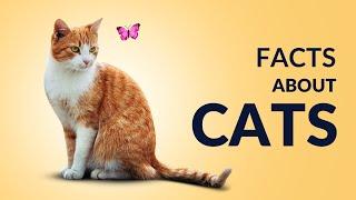 Did You Know This About Cats? Fascinating Cat Facts | Cat Trivia