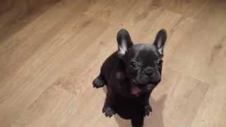 Blue French Bulldog puppy female :)