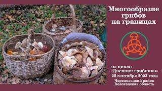 Многообразие грибов на границах! "Дневник грибника" 25 сентября 2023 года.