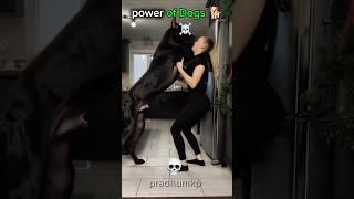 power of Dogs #trending #funnymemes #ytshorts #editing #ytshorts