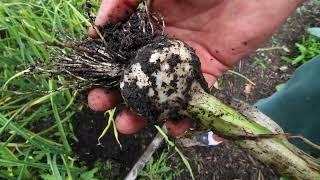 What an EPIC Garlic Harvest!