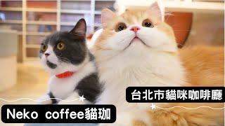 A Taiwan Cat Cafe where You Can read Comics!｜Neko coffee Zhongzheng District, Taipei City