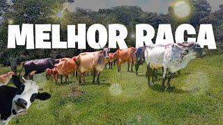 CRIANDO A MELHOR RAÇA DE GADO ! VEJA DE PERTO ️