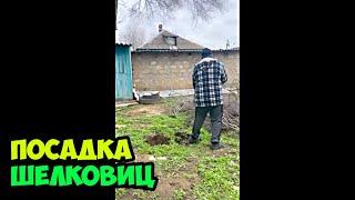 29.03.2025 Посадка саженцев шелковицы из Машевского сада во дворе моего дома в деревне