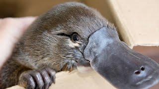 Platypus. The Worlds Strangest/ Cutest Animal