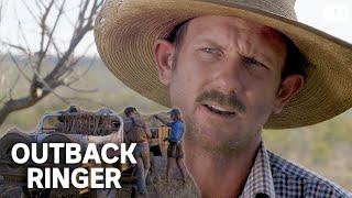 A tough crew muster feral cattle in outback Australia | Outback Ringer