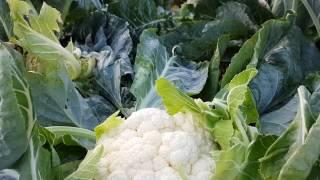 Floretting machine in-field - Cauliflower | Sweere