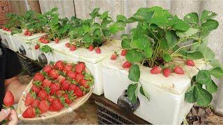 Gives lots of fruit - Method of growing strawberries at home to harvest all year round