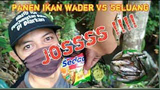 Mancing ikan Wader VS ikan Seluang umpan mie Instan hasilnya SEDAP