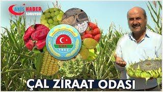 Pekmez Nasıl yapılır ? Çal Ziraat Odası - Akis Haber