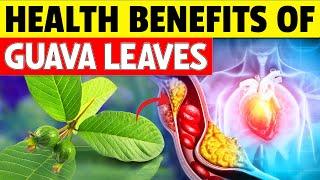 15 Amazing Health Benefits of GUAVA LEAVES You're Missing Out