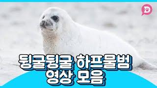 뒹굴뒹굴하프물범 영상 보러오세요~! ▶animal, harp seal