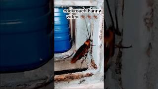 horror sound #aymanblog #funny #cockroach #shorts