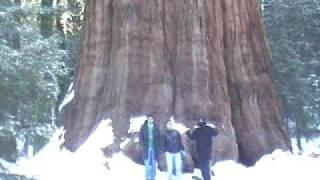 sequoia general sherman