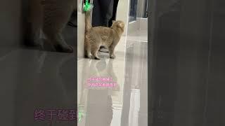 吃货nono上线 记录猫咪日常 我的大脸猫 胖猫猫 傻猫的日常 没有一口猫粮是白吃的