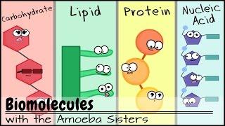 Biomolecules (Older Video 2016)